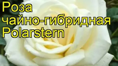 Букет 21 роза Кендилайт - купить с доставкой по Киеву - лучшие цены на  Букеты белых роз в интернет магазине доставки цветов STUDIO Flores