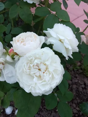Две половинки 101 роза - Narciso Flowers