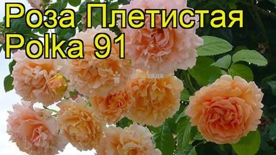 Роза Polka - невидимая красавица - Энциклопедия роз