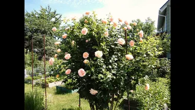 Роза ПЛЕТИСТАЯ ПОЛЬКА - Cаженцы-уфа.рф