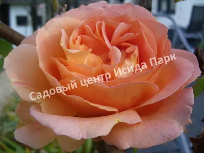 Роза Полька 91 (Polka 91) Плетистая купить в интернет-магазине ЦВІТСАД с  доставкой по Украине