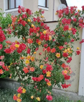 Купить саженцы Роза плетистая Полька с доставкой! | Florali-Flor