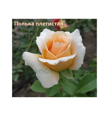 Полька (Polka) (С-4) - Питомник растений «Cветлый»