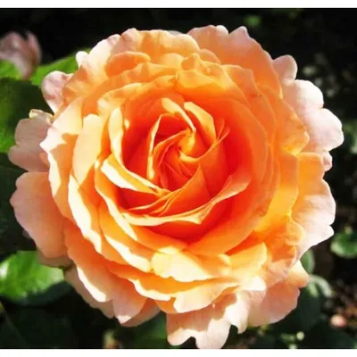 Купить саженцы Роза плетистая Полька с доставкой! | Florali-Flor