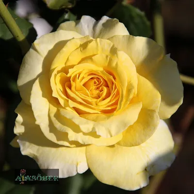 Hybrid tea rose 'Marco Polo' - Aiasõber