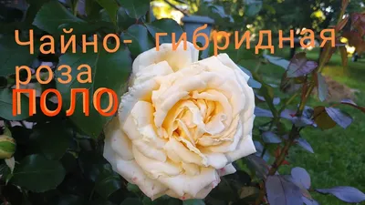 Роза Поло (Polo)Белая роза - YouTube