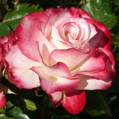 Розы - Роза флорибунда Юбилей Принца Монако (Rosa Jubile du Prince de  Monaco)