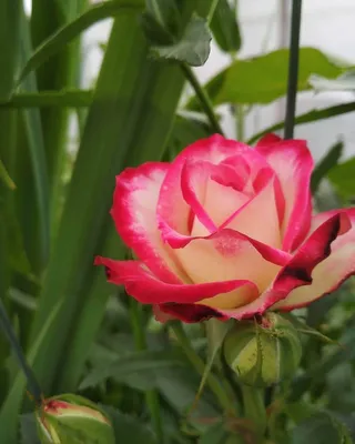 Роза флорибунда 'Принц Монако'/Rose floribunda 'Jubile du Prince de Monaco'  C6 — цена в Энгельсе, купить в интернет-магазине, характеристики и отзывы,  фото
