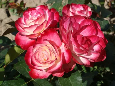 Принц Монако - описание сорта розы, правила выращивания, отзывы и фото |  РозоЦвет | Розы, Выращивание роз, Цветение
