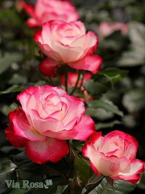 Саджанці троянди флорибунда Жюбиле дю Принц де Монако - Ювілей Принца Монако  (Rose Jubile du Prince de Monaco) (ID#1051229835), цена: 110 ₴, купить на  Prom.ua