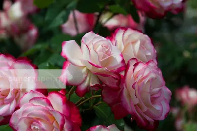 Jubile du Prince de Monaco - фото и описание розы, комментарии | prorozy.com