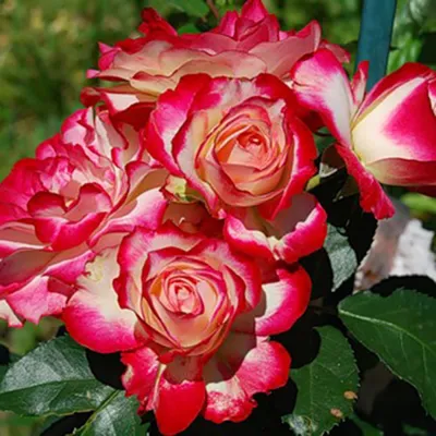 Осеннее цветение роз. Роза Юбилей принца Монако. - YouTube