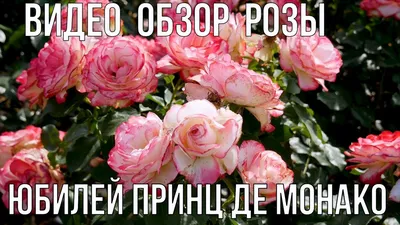 Роза Юбилей Принца Монако. Первая роза в моём саду. | Розовый сад  творчество для души. | Дзен