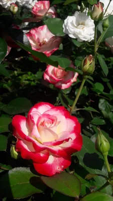 Принц Монако - описание сорта розы, правила выращивания, отзывы и фото |  РозоЦвет