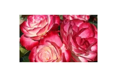 Роза флорибунда «Юбилей принца Монако» | Питомник Декоративный Сад