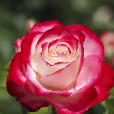 Роза флорибунда 'Принц Монако'/Rose floribunda 'Jubile du Prince de Monaco'  C6 — цена в Стерлитамаке, купить в интернет-магазине, характеристики и  отзывы, фото