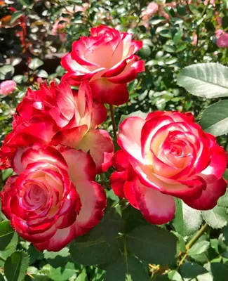 Роза флорибунда 'Принц Монако'/Rose floribunda 'Jubile du Prince de Monaco'  C6 — цена в Стерлитамаке, купить в интернет-магазине, характеристики и  отзывы, фото