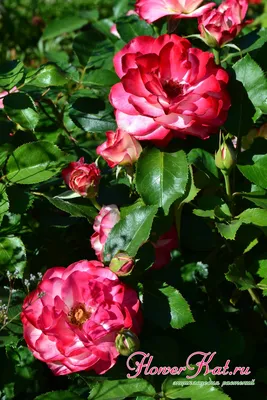 Принц монако», «леонардо да винчи» и флорибунда «сатчмо»: какие розы  расцвели на ВДНХ | ВДНХ