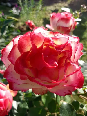 Купить Роза флорибунда Юбилей принца Монако — от НПО Сады Росcии с доставкой