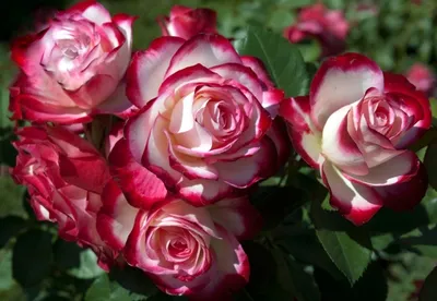 Саженец кустовой розы Принц Монако фото и описание сорта 🌱 купить саженец  кустовой розы Принц Монако почтой недорого в Новосибирске