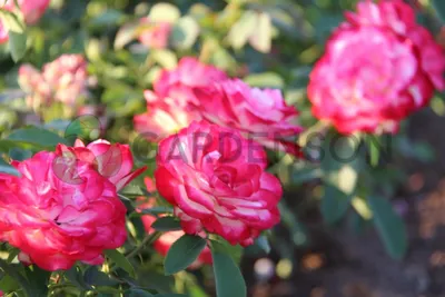 Роза Принц Монако. | Plants, Rose, Flowers