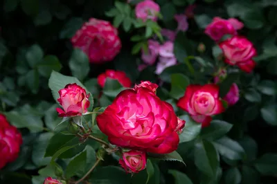 Роза флорибунда Юбилей принца Монако | анастасссия кузнецова | Дзен