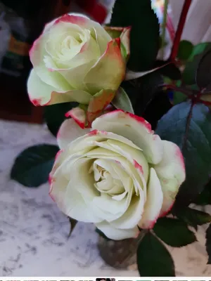 Купить саженцы Принц Монако (Jubile du Prince de Monaco) розы с доставкой  по России - Магазин саженцев Gardenson