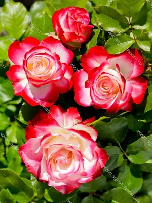 Роза флорибунда Юбилей Принца Монако - купить саженцы роз с доставкой по  Украине в магазине Добродар