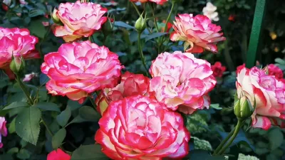 Роза Юбилей Санкт-петербурга (принц Монако) по цене от 730 руб. в  интернет-магазине Белая аллея