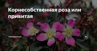 Преимущества корнесобственных роз - это реально и работает!