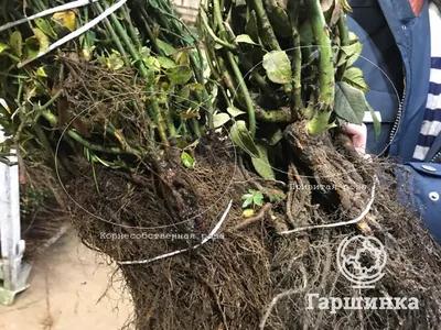 Роза Штамбовая Пилигрим 🌹купить с доставкой курьером, почтой, самовывоз в  52 городах, цены и фото