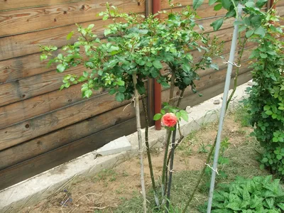 Роза Штамбовая Керио 🌹купить с доставкой курьером, почтой, самовывоз в 52  городах, цены и фото