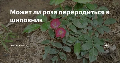 Штамбы своими руками - Энциклопедия роз