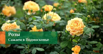 Осенняя обрезка плетистой розы привитой на шиповник - YouTube