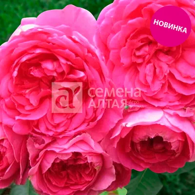 Подвой шиповник corymbifera LAXA 4-6 мм купить в питомнике (подвой для роз)