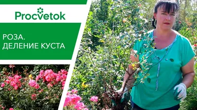 Роза чайно-гибридная Ностальжи на штамбе, купить саженцы Розы  чайно-гибридной Ностальжи на штамбе в Москве в питомнике недорого!