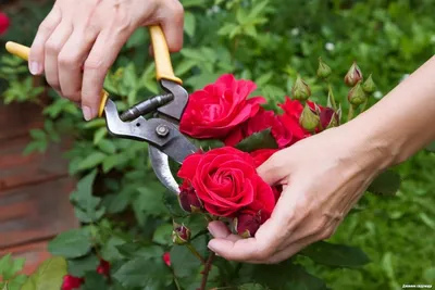 Роза Штамбовая Пинк Флеш 🌹купить с доставкой курьером, почтой, самовывоз в  52 городах, цены и фото