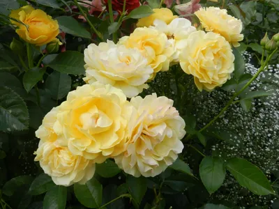 Купить Роза флорибунда Вестцайт Rose floribunda Westzeit - в питомнике  Флорини