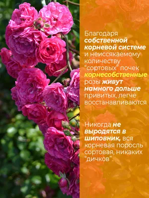 Роза Штамбовая Фаер Флеш 🌹купить с доставкой курьером, почтой, самовывоз в  52 городах, цены и фото