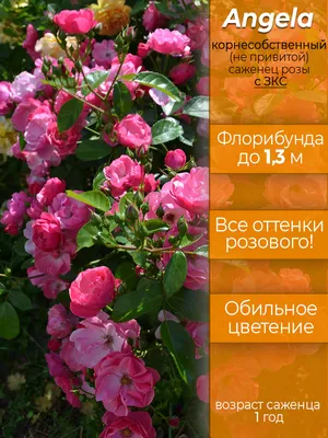 Саженцы роз в Иванове | Питомник растений Ваганова