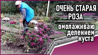 Выбор и уход за розами