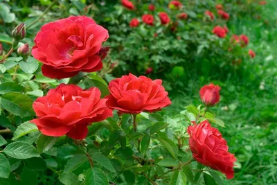 Роза Cornelia - Lens roses (Бельгия) - купить online | Магазин «Мой Сад»