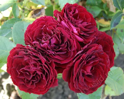 Купить Роза флорибунда Анисайд Rose floribunda Anisade - в питомнике Флорини