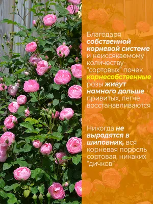 РОЗА-КРЫМ - корнесобственные розы в контейнерах