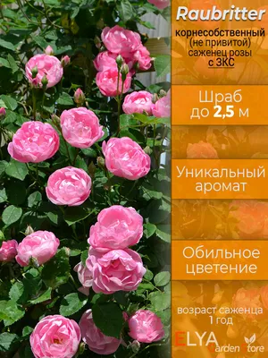 Купить семена Роза собачья (канина). Rosa canina | Семена и саженцы  Анатолия Орлова