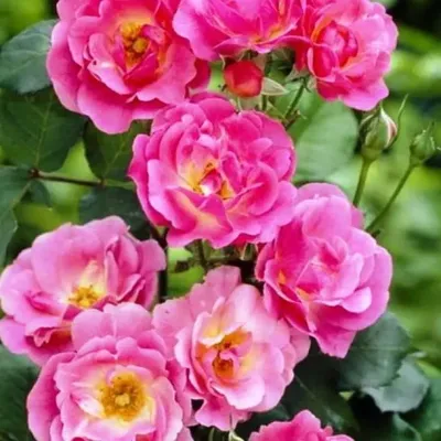 Купить Роза Остина Чарльз Дарвин Rose Austen Charles Darwin - в питомнике  Флорини
