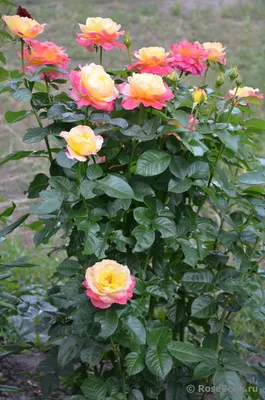 Rosa 'Pullman Orient Express', Роза чайно-гибридная 'Пулман Ориент Экспресс'