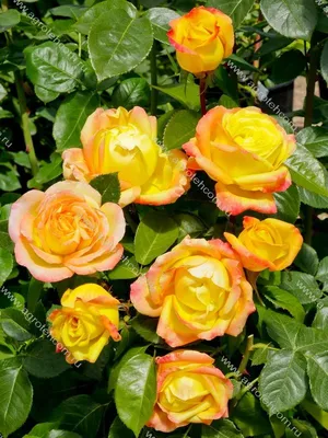 Pin by Cindy Parker on Art | Beautiful rose flowers, Amazing flowers,  Beautiful roses