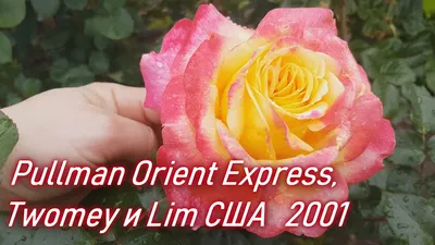 Желтая чайно-гибридная роза в пару к Pullman Orient Express - Энциклопедия  роз