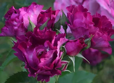 Twilight Zone | Rose garden design, Purple climbing roses, Beautiful rose  flowers